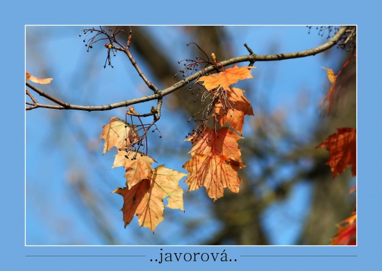 konárik to javorový