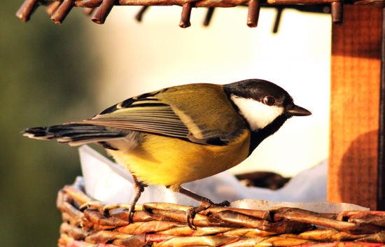 sýkorka bielíca-Parus major