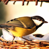 sýkorka bielíca-Parus major