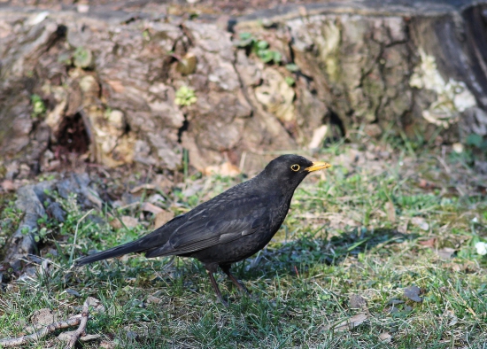 drozd čierny-Turdus merula