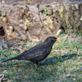 drozd čierny-Turdus merula