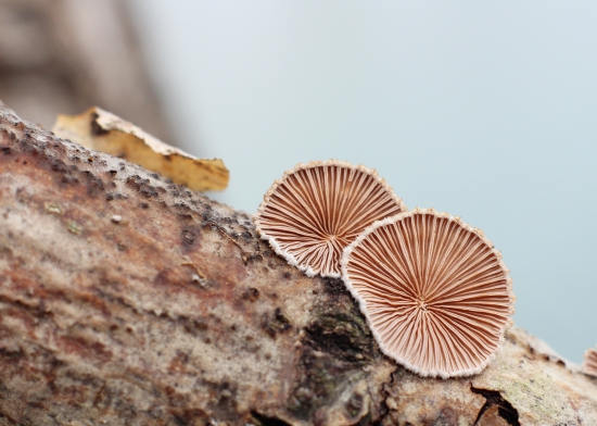 klanolupeňovka obyčajná