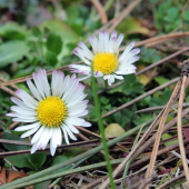 sedmokráska obyčajná /  Bellis perennis /
