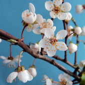 slivka divá /Prunus sp/