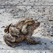Bufo Bufo