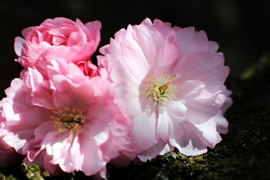 čerešňa japonská  /sakura/