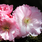čerešňa japonská  /sakura/