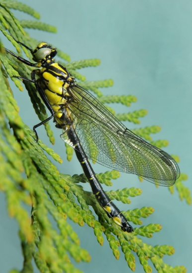 klinovka obyčajná-Gomphus vulgatissimus