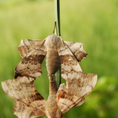 Laothoe populi