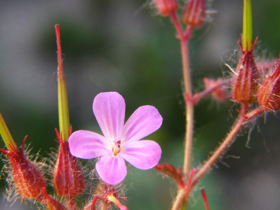 Geranium robertianum L.