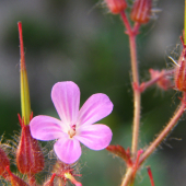 Geranium robertianum L.
