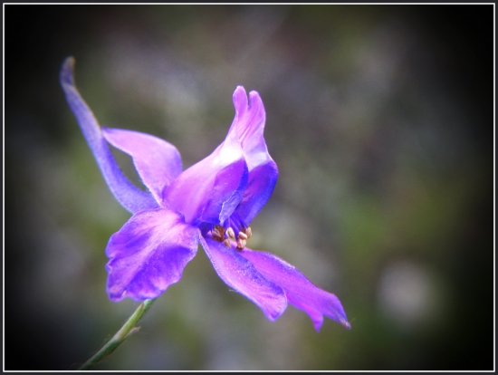 Consolida regalis Gray