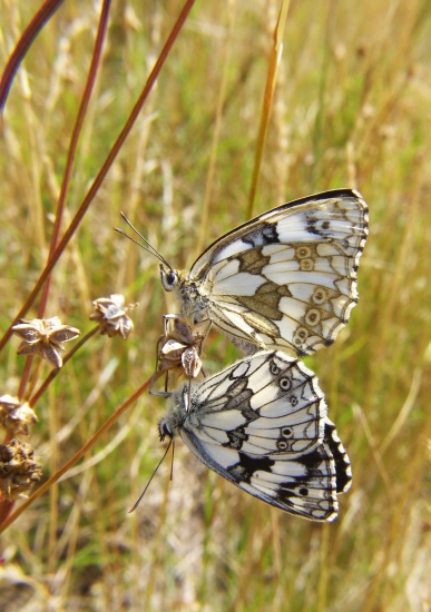 očkáň timotejkový