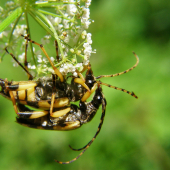 Rutpela maculata (fuzáč škvrnitý)
