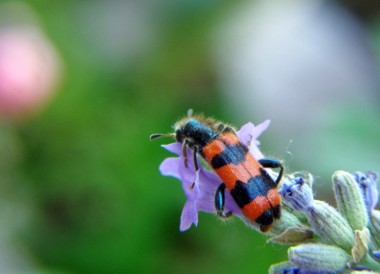 pestroš včelí-Trichodes apiarius