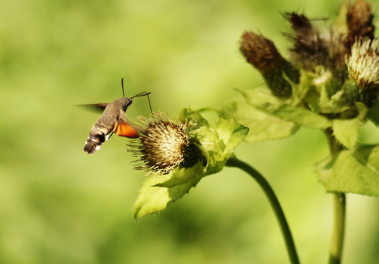 slovenský,,Kolibrík,,