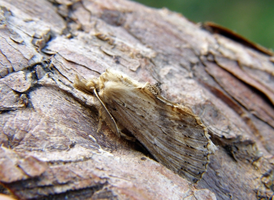 chochlatka dvojzúbková