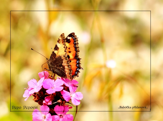 motýl  tohtoročného  leta