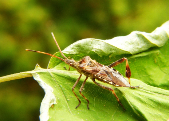 Leptoglossus occidentalis