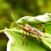 Leptoglossus occidentalis