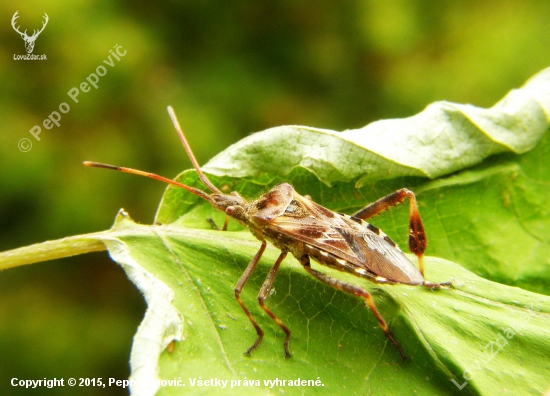Leptoglossus occidentalis