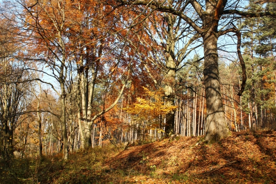 Stražovske pohorie