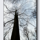 ..do korún stromov..