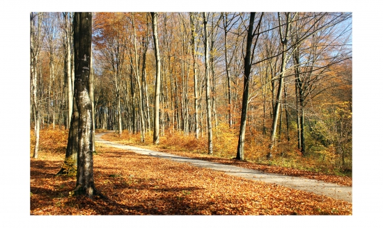 jesenná v lese