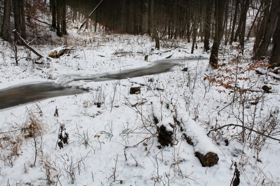 zimná v lese
