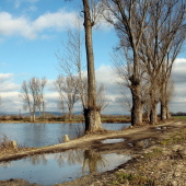 žeby, zjarievanie