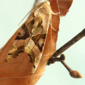 sivkatec mramorovaný  /Phlogophora meticulosa /