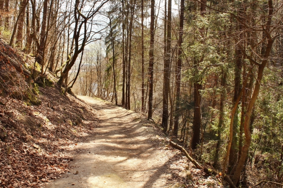 lesnou cestičkou