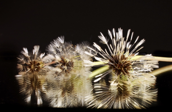 keď púpavy nesvietia,