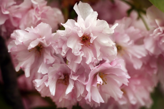 čerešňa pílkata-sakura