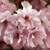 čerešňa pílkata-sakura