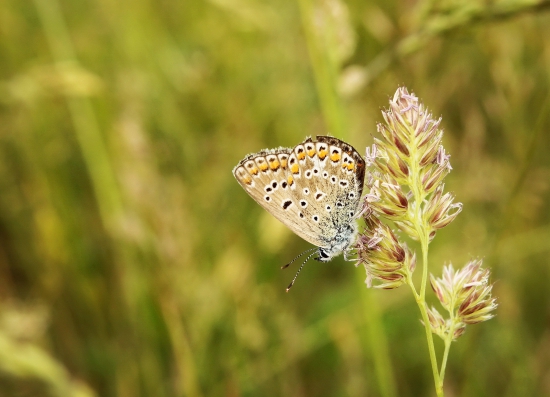 modráčik obyčajný-samička