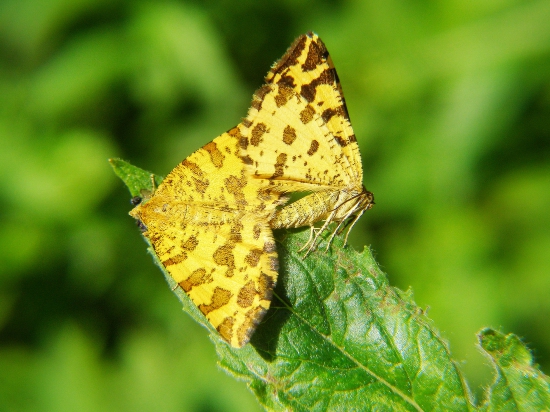 listnatka hluchavková