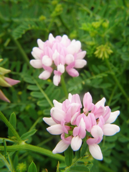 ranostajovec pestrý