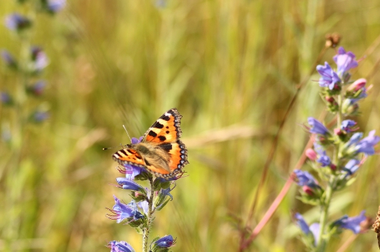 Babôčka  pŕhlavová
