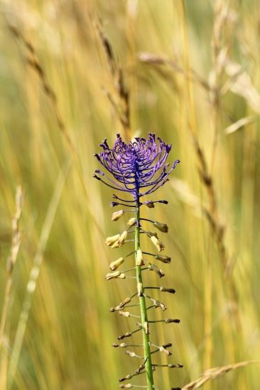 leopoldia chochlatá