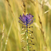 leopoldia chochlatá