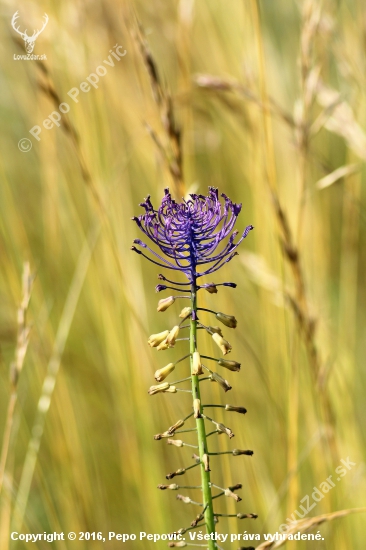 leopoldia chochlatá