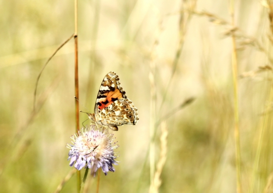 Babôčka  bodliakova