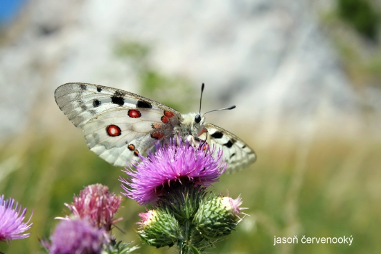 zastavenie sa pri vápencových skalách