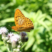 Arginnis paphia