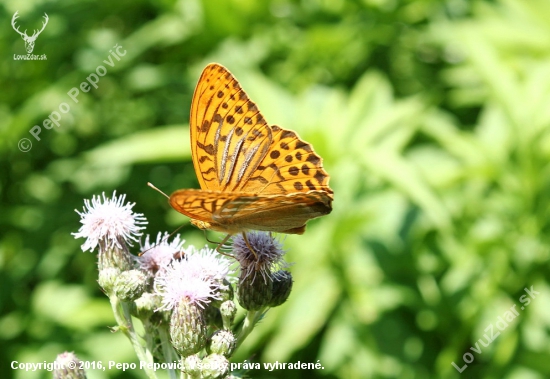Arginnis paphia