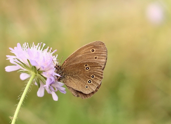 očkáň obyčajný /Aphantopus hyperantus/