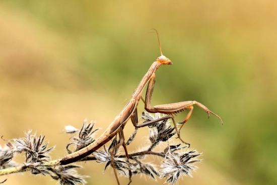 modlivka zelená.samček