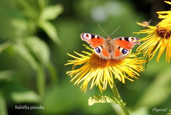 babôčka pávooká