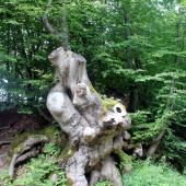 ,,torzo,,stromu